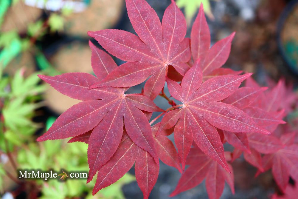 Acer palmatum 'Red Spray' Japanese Maple