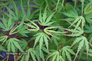 - Acer palmatum 'Green Strap' Rare Japanese Maple - Mr Maple │ Buy Japanese Maple Trees