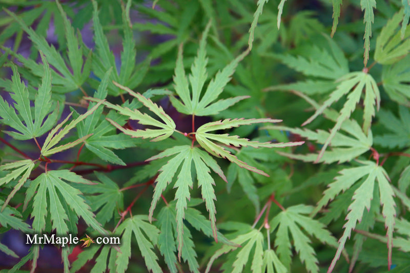 - Acer palmatum 'Green Strap' Rare Japanese Maple - Mr Maple │ Buy Japanese Maple Trees