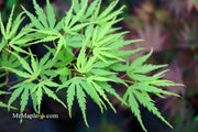 - Acer palmatum 'Green Strap' Rare Japanese Maple - Mr Maple │ Buy Japanese Maple Trees
