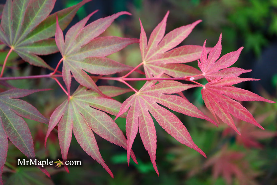 Buy Acer shirasawanum x palmatum 'Red Dawn' Japanese Maple