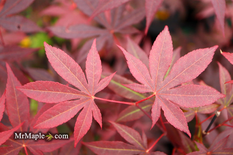 - Acer palmatum 'Emperor 1' Japanese Maple Tree - Mr Maple │ Buy Japanese Maple Trees