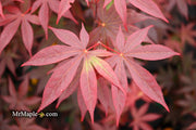 - Acer palmatum 'Emperor 1' Japanese Maple Tree - Mr Maple │ Buy Japanese Maple Trees