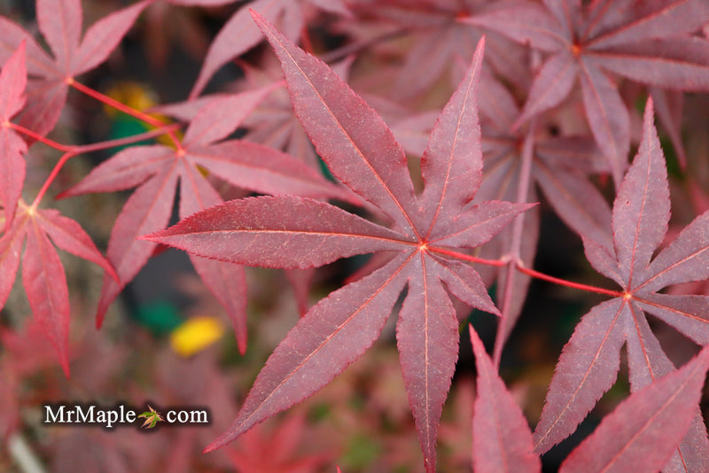 - Acer palmatum 'Emperor 1' Japanese Maple Tree - Mr Maple │ Buy Japanese Maple Trees
