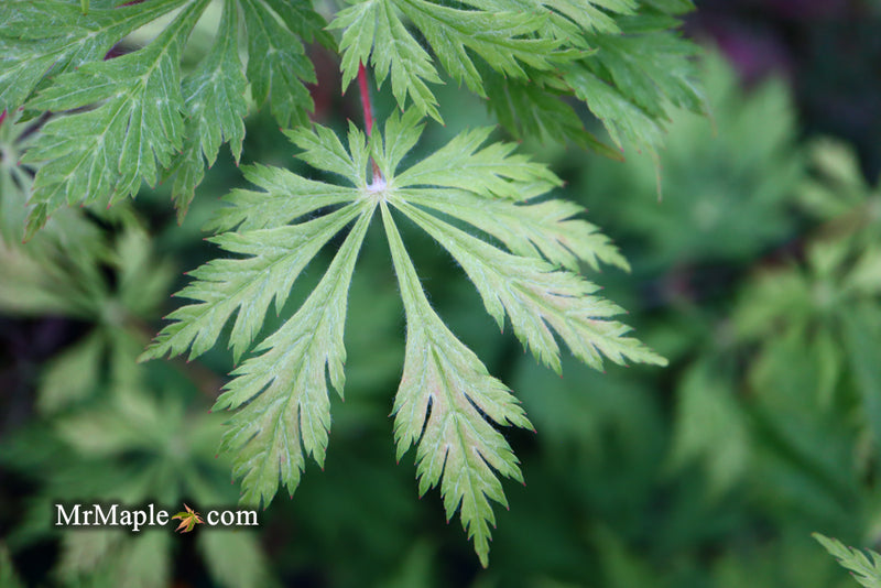 - Acer japonicum 'Mai kujaku' Dancing Peacock Japanese Maple - Mr Maple │ Buy Japanese Maple Trees