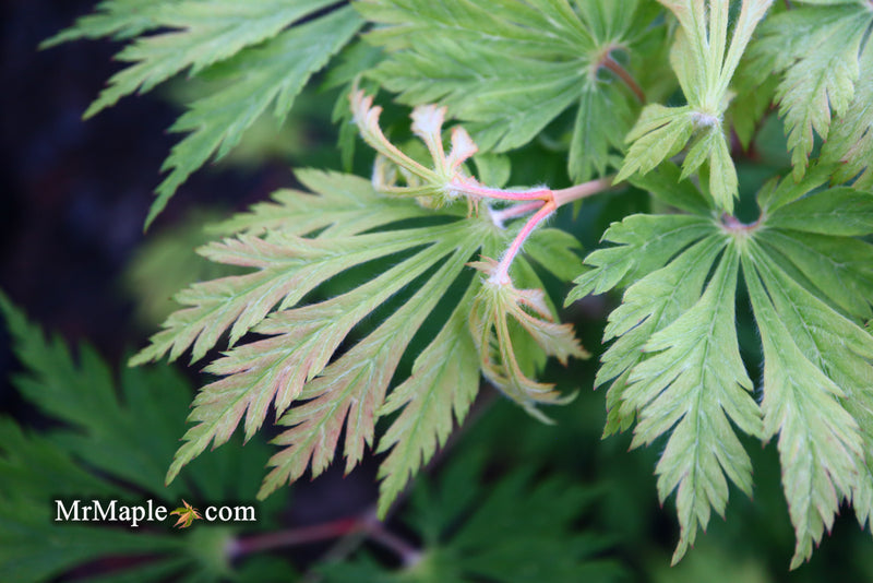 - Acer japonicum 'Mai kujaku' Dancing Peacock Japanese Maple - Mr Maple │ Buy Japanese Maple Trees