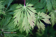 - Acer japonicum 'Mai kujaku' Dancing Peacock Japanese Maple - Mr Maple │ Buy Japanese Maple Trees