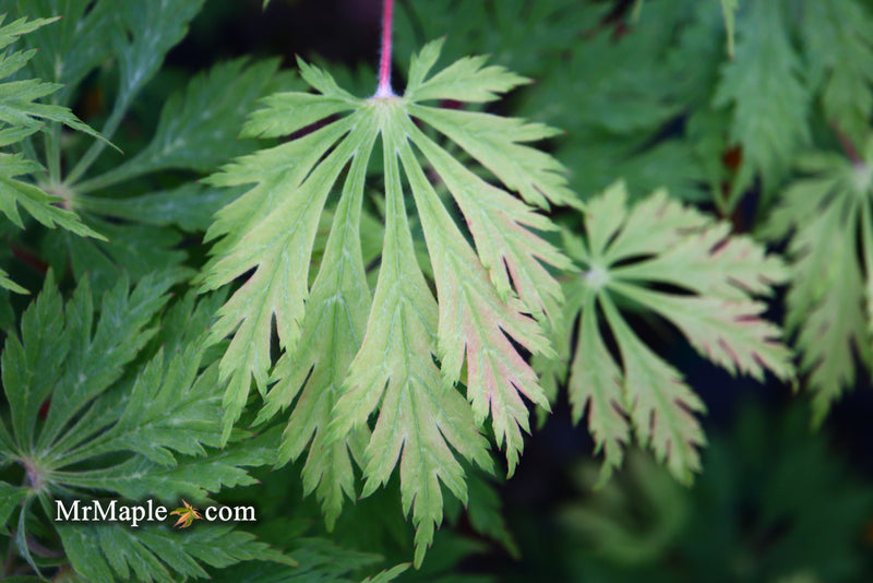 - Acer japonicum 'Mai kujaku' Dancing Peacock Japanese Maple - Mr Maple │ Buy Japanese Maple Trees
