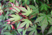 - Acer palmatum 'Firefly' Japanese Maple - Mr Maple │ Buy Japanese Maple Trees