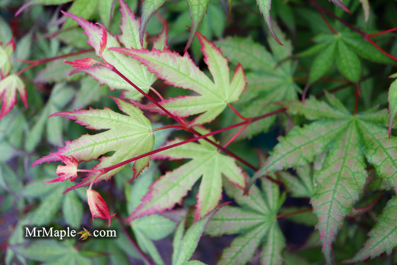 - Acer palmatum 'Firefly' Japanese Maple - Mr Maple │ Buy Japanese Maple Trees