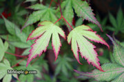 - Acer palmatum 'Firefly' Japanese Maple - Mr Maple │ Buy Japanese Maple Trees
