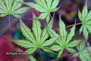 - Acer palmatum 'Firefly' Japanese Maple - Mr Maple │ Buy Japanese Maple Trees