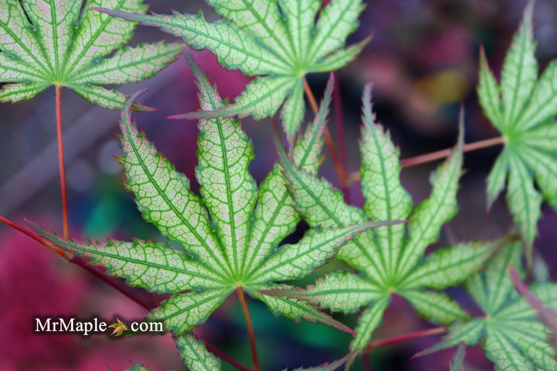 - Acer palmatum 'Firefly' Japanese Maple - Mr Maple │ Buy Japanese Maple Trees