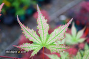 - Acer palmatum 'Firefly' Japanese Maple - Mr Maple │ Buy Japanese Maple Trees