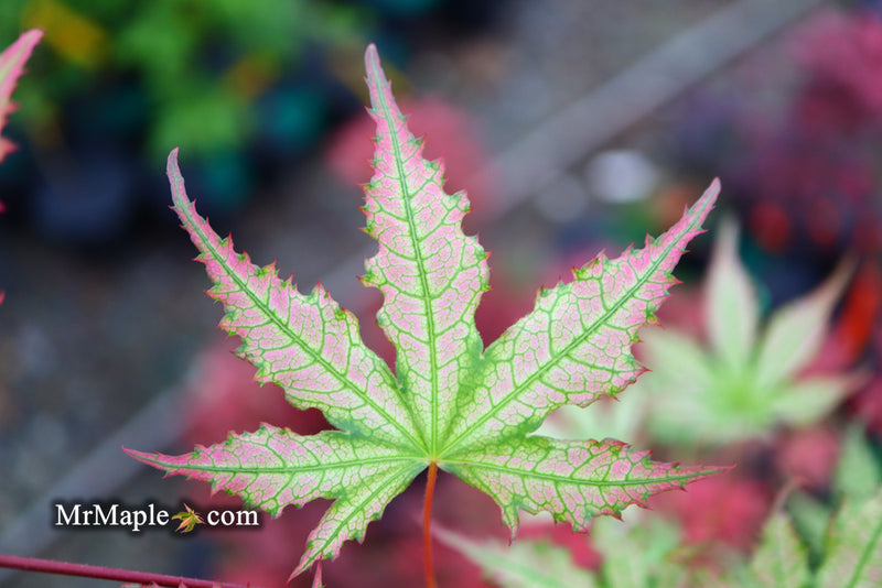- Acer palmatum 'Firefly' Japanese Maple - Mr Maple │ Buy Japanese Maple Trees