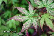 - Acer palmatum 'Firefly' Japanese Maple - Mr Maple │ Buy Japanese Maple Trees