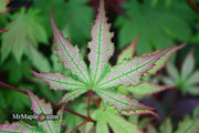 - Acer palmatum 'Firefly' Japanese Maple - Mr Maple │ Buy Japanese Maple Trees
