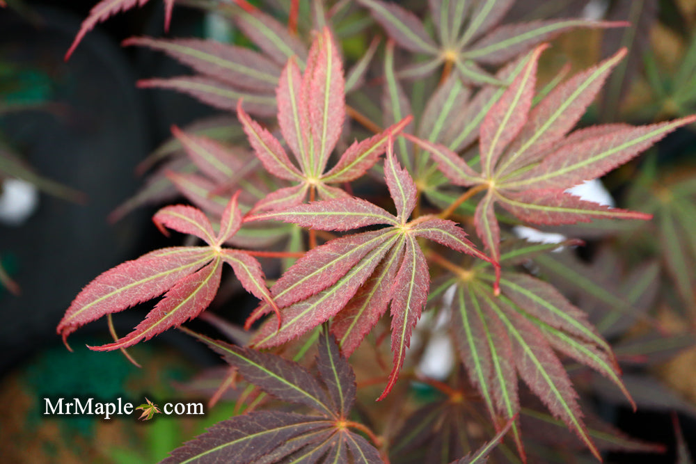 Buy Acer palmatum 'Burgundy Lace' Japanese Maple — Mr Maple │ Buy
