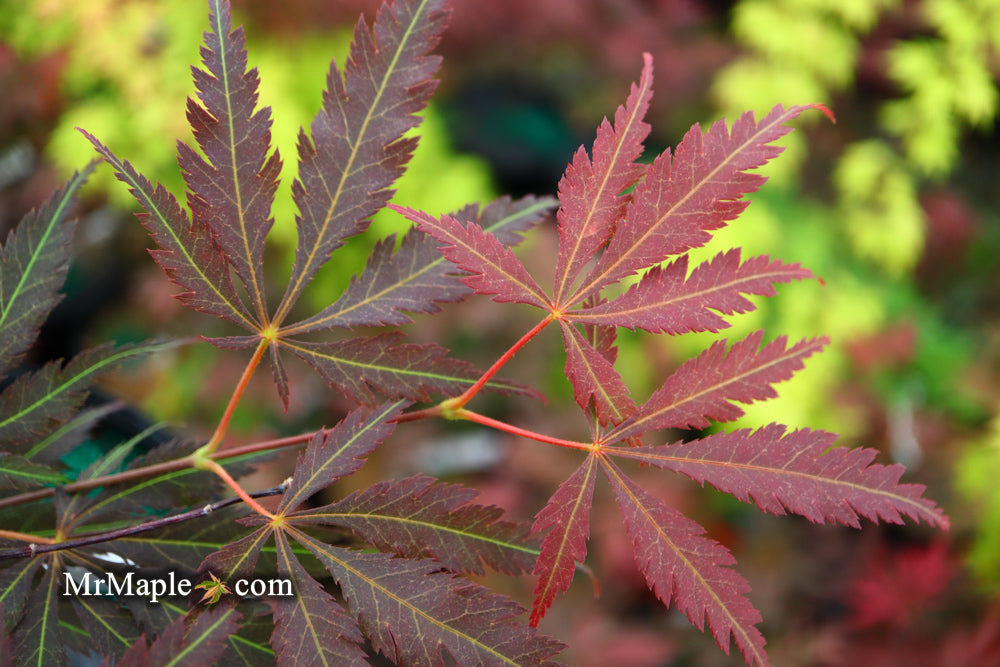 Acer palmatum 'Burgundy Lace' Japanese Maple