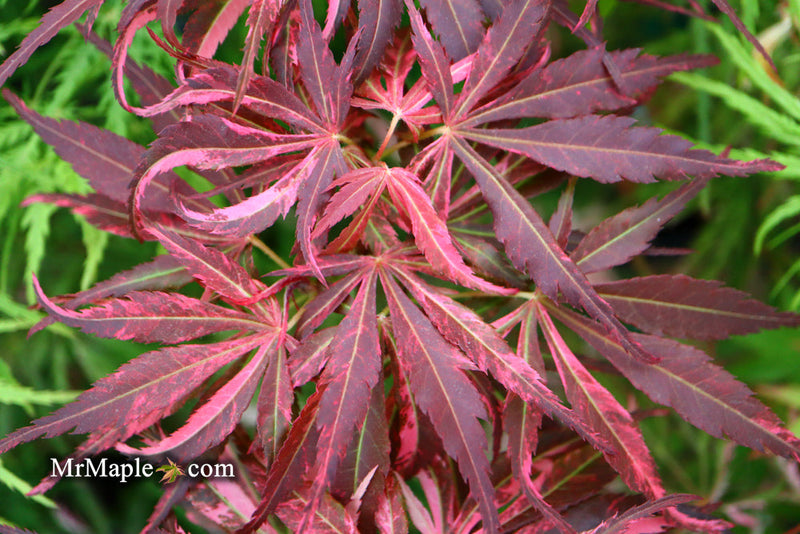 - FOR PICKUP ONLY | Acer palmatum 'Lileeanne's Jewel' Japanese Maple | DOES NOT SHIP - Mr Maple │ Buy Japanese Maple Trees