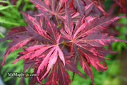 - FOR PICKUP ONLY | Acer palmatum 'Lileeanne's Jewel' Japanese Maple | DOES NOT SHIP - Mr Maple │ Buy Japanese Maple Trees