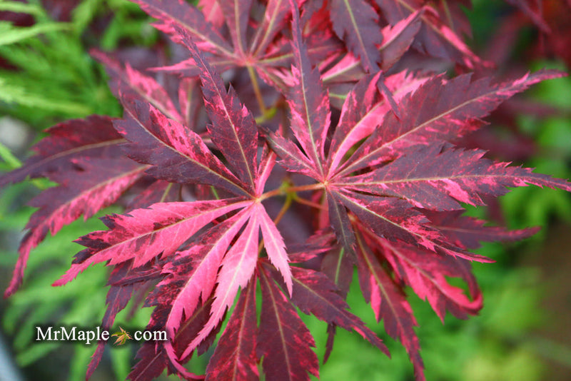 - FOR PICKUP ONLY | Acer palmatum 'Lileeanne's Jewel' Japanese Maple | DOES NOT SHIP - Mr Maple │ Buy Japanese Maple Trees