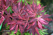 - Acer palmatum 'Lileeanne's Jewel' Japanese Maple - Mr Maple │ Buy Japanese Maple Trees