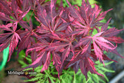 - Acer palmatum 'Lileeanne's Jewel' Japanese Maple - Mr Maple │ Buy Japanese Maple Trees