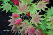- FOR PICKUP ONLY | Acer shirasawanum Moonrise™ Full Moon Japanese Maple | DOES NOT SHIP - Mr Maple │ Buy Japanese Maple Trees