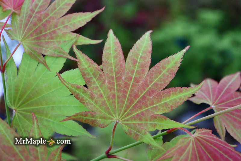 - FOR PICKUP ONLY | Acer shirasawanum Moonrise™ Full Moon Japanese Maple | DOES NOT SHIP - Mr Maple │ Buy Japanese Maple Trees
