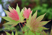 - Acer shirasawanum 'Moonrise™' Full Moon Japanese Maple - Mr Maple │ Buy Japanese Maple Trees