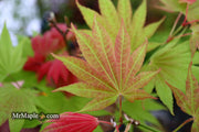 - Acer shirasawanum 'Moonrise™' Full Moon Japanese Maple - Mr Maple │ Buy Japanese Maple Trees