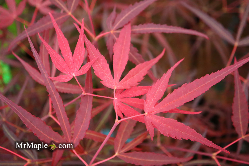 Acer palmatum 'Hubb's Red Willow' Japanese Maple