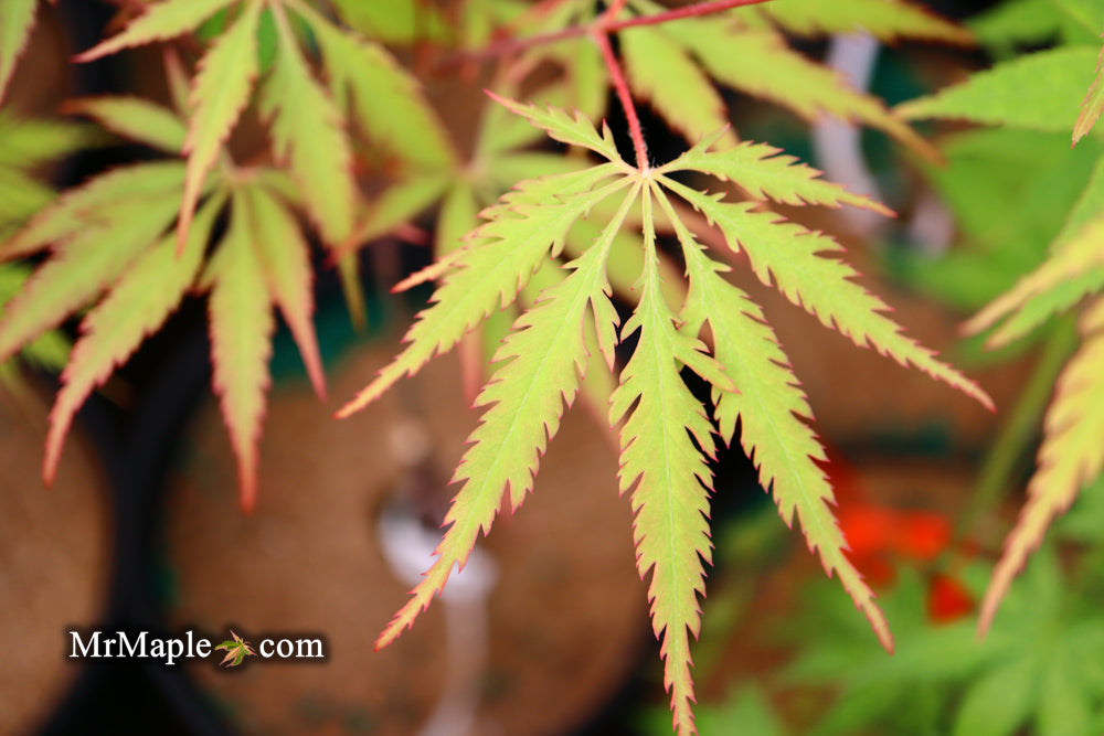 Acer palmatum 'Zig zag' Japanese Maple