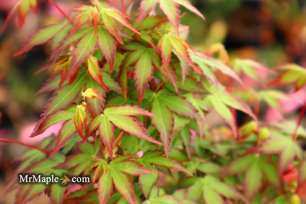 Acer palmatum 'Little Margie' Dwarf Japanese Maple