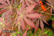 - Acer shirasawanum 'Royalty' Red Full Moon Japanese Maple - Mr Maple │ Buy Japanese Maple Trees