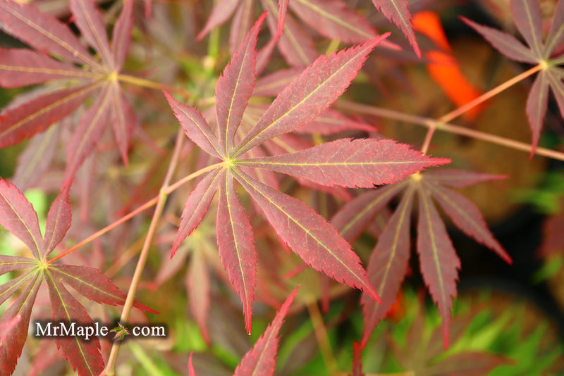 - Acer shirasawanum 'Royalty' Red Full Moon Japanese Maple - Mr Maple │ Buy Japanese Maple Trees