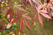 - Acer shirasawanum 'Royalty' Red Full Moon Japanese Maple - Mr Maple │ Buy Japanese Maple Trees