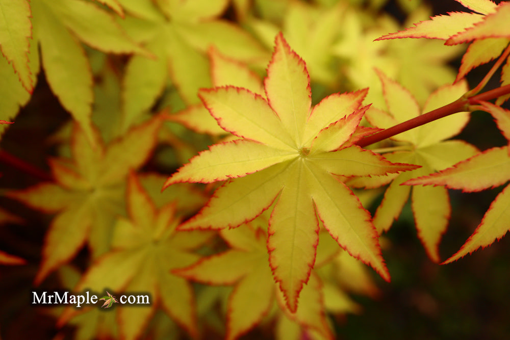 Acer palmatum 'Summer Gold' Japanese Maple