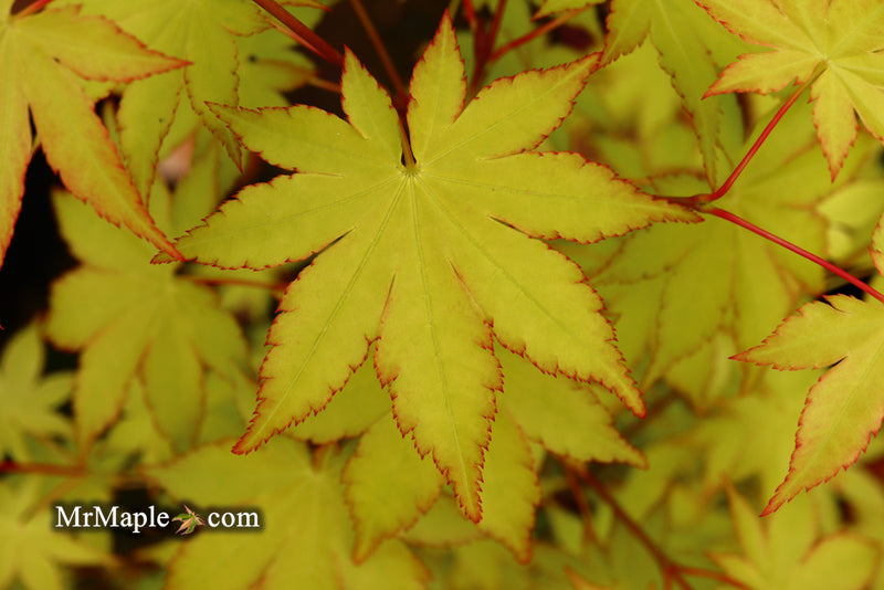 - Acer palmatum 'Summer Gold' Japanese Maple - Mr Maple │ Buy Japanese Maple Trees