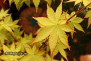 - Acer palmatum 'Summer Gold' Japanese Maple - Mr Maple │ Buy Japanese Maple Trees
