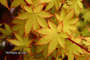 - Acer palmatum 'Summer Gold' Japanese Maple - Mr Maple │ Buy Japanese Maple Trees