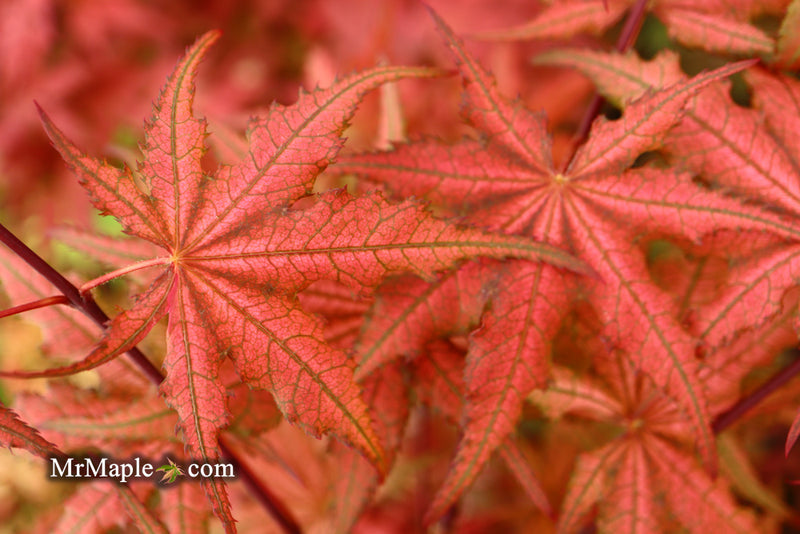 - Acer palmatum 'Celebration' Japanese Maple - Mr Maple │ Buy Japanese Maple Trees