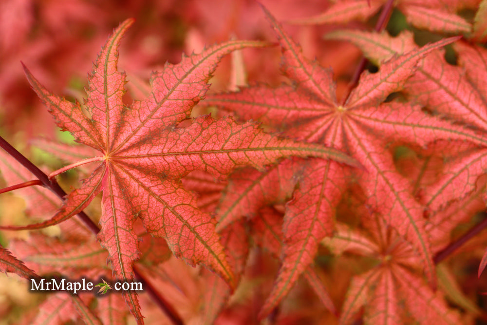 Acer palmatum 'Celebration' Japanese Maple