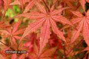 - Acer palmatum 'Celebration' Japanese Maple - Mr Maple │ Buy Japanese Maple Trees