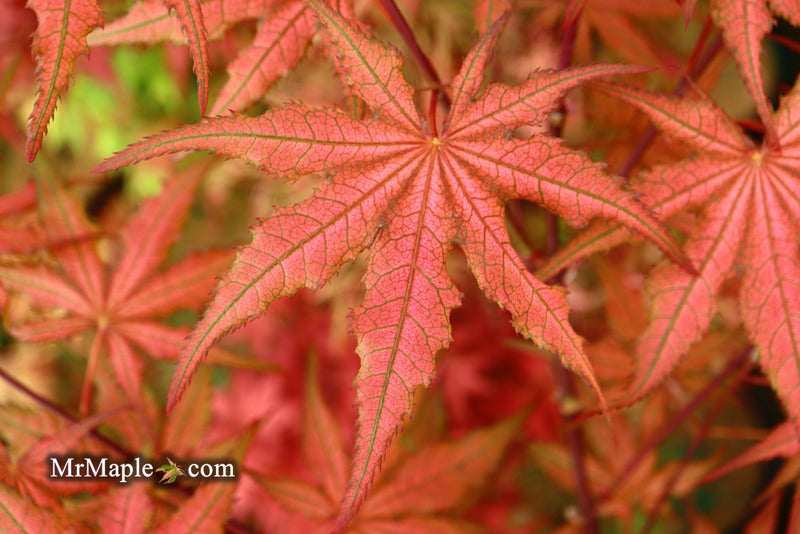 - Acer palmatum 'Celebration' Japanese Maple - Mr Maple │ Buy Japanese Maple Trees