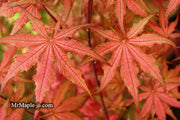 - Acer palmatum 'Celebration' Japanese Maple - Mr Maple │ Buy Japanese Maple Trees