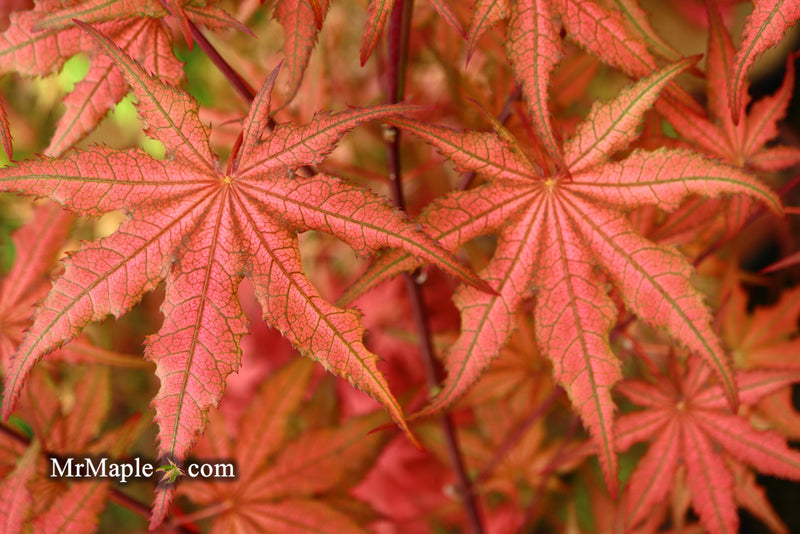 - Acer palmatum 'Celebration' Japanese Maple - Mr Maple │ Buy Japanese Maple Trees