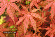 - Acer palmatum 'Celebration' Japanese Maple - Mr Maple │ Buy Japanese Maple Trees