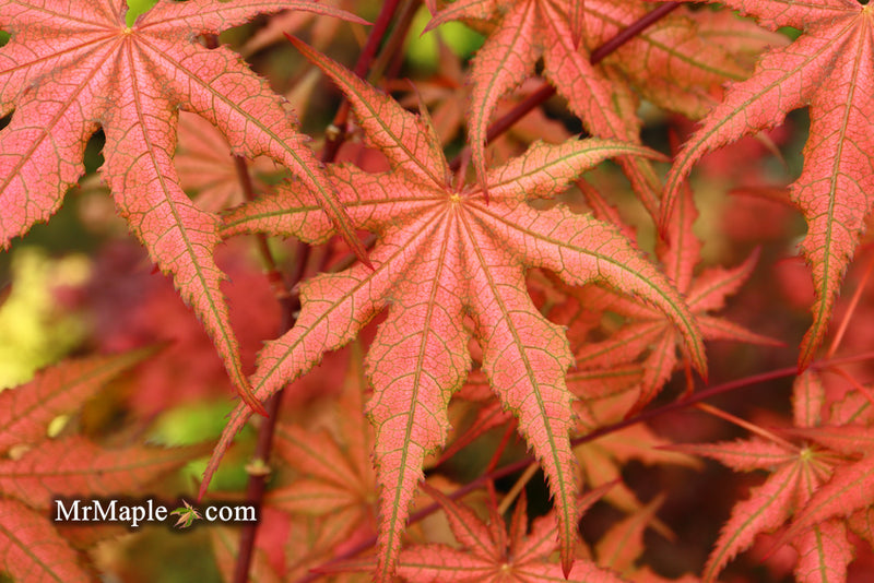 - Acer palmatum 'Celebration' Japanese Maple - Mr Maple │ Buy Japanese Maple Trees
